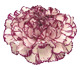 گل میخک آلیسیا